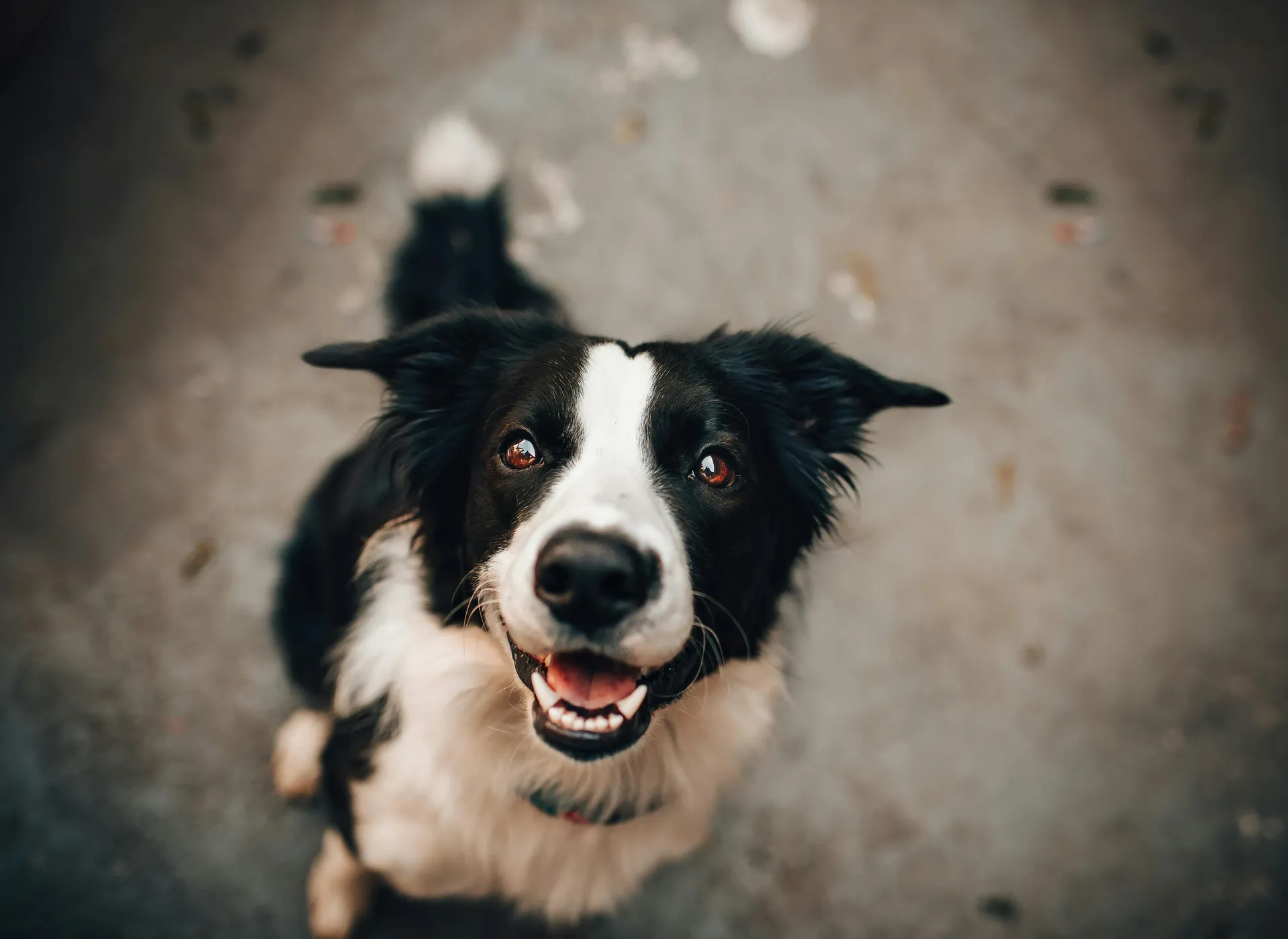 Cão