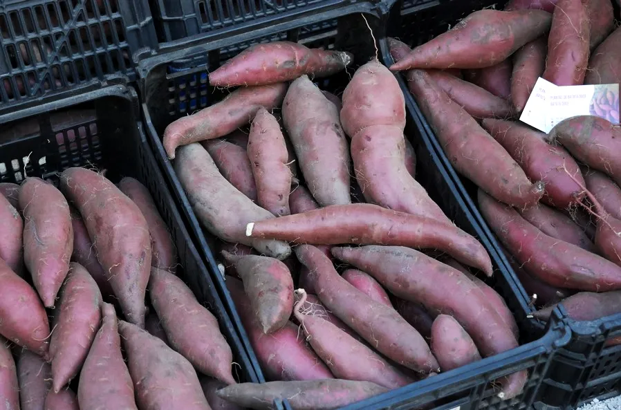 Feira da batata doce