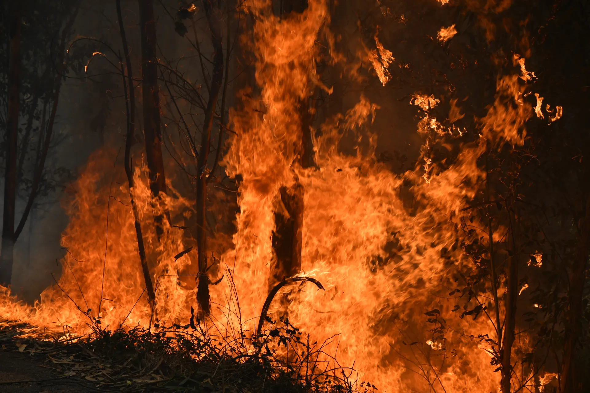 Incêndio em Águeda 2024 pina 2