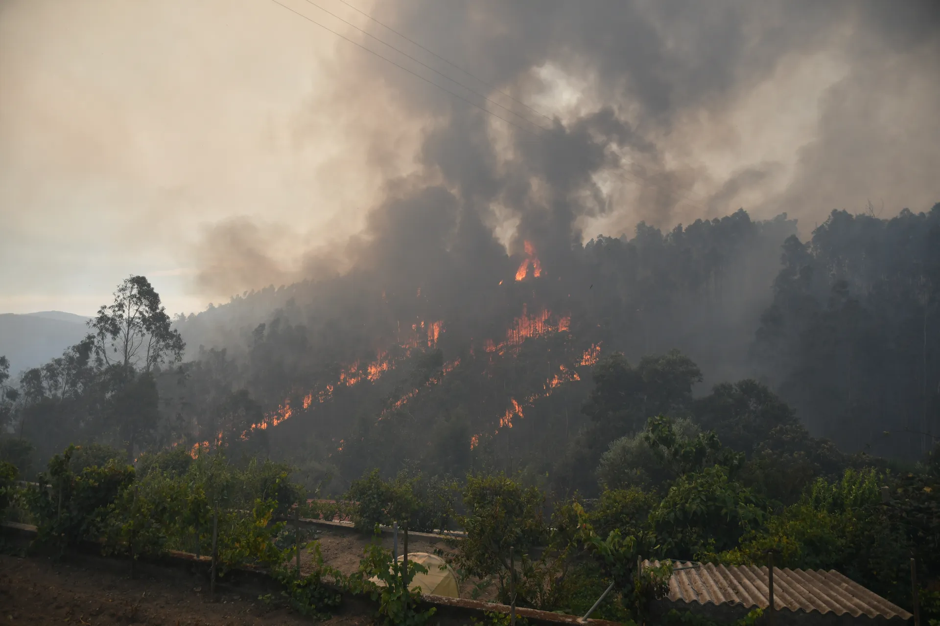 Incêndio em Águeda 2024 pina 28