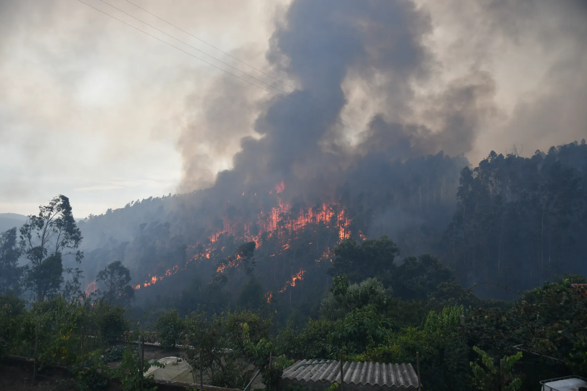 Incêndio em Águeda 2024 pina 29