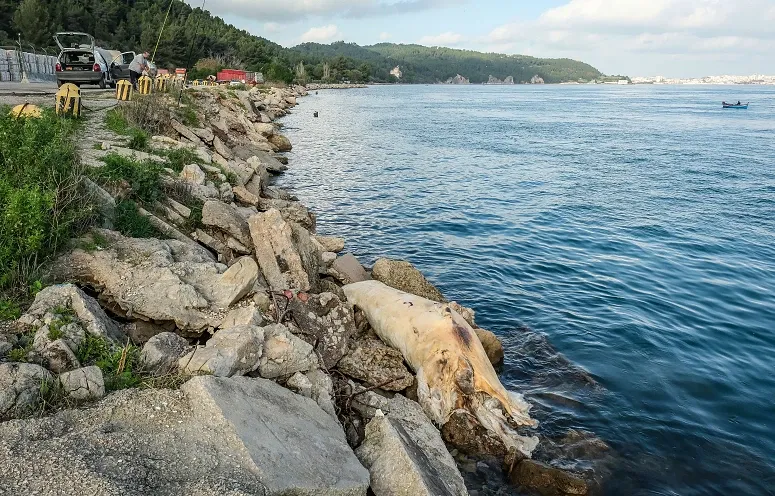 Baleia Morta Setúbal Lusa