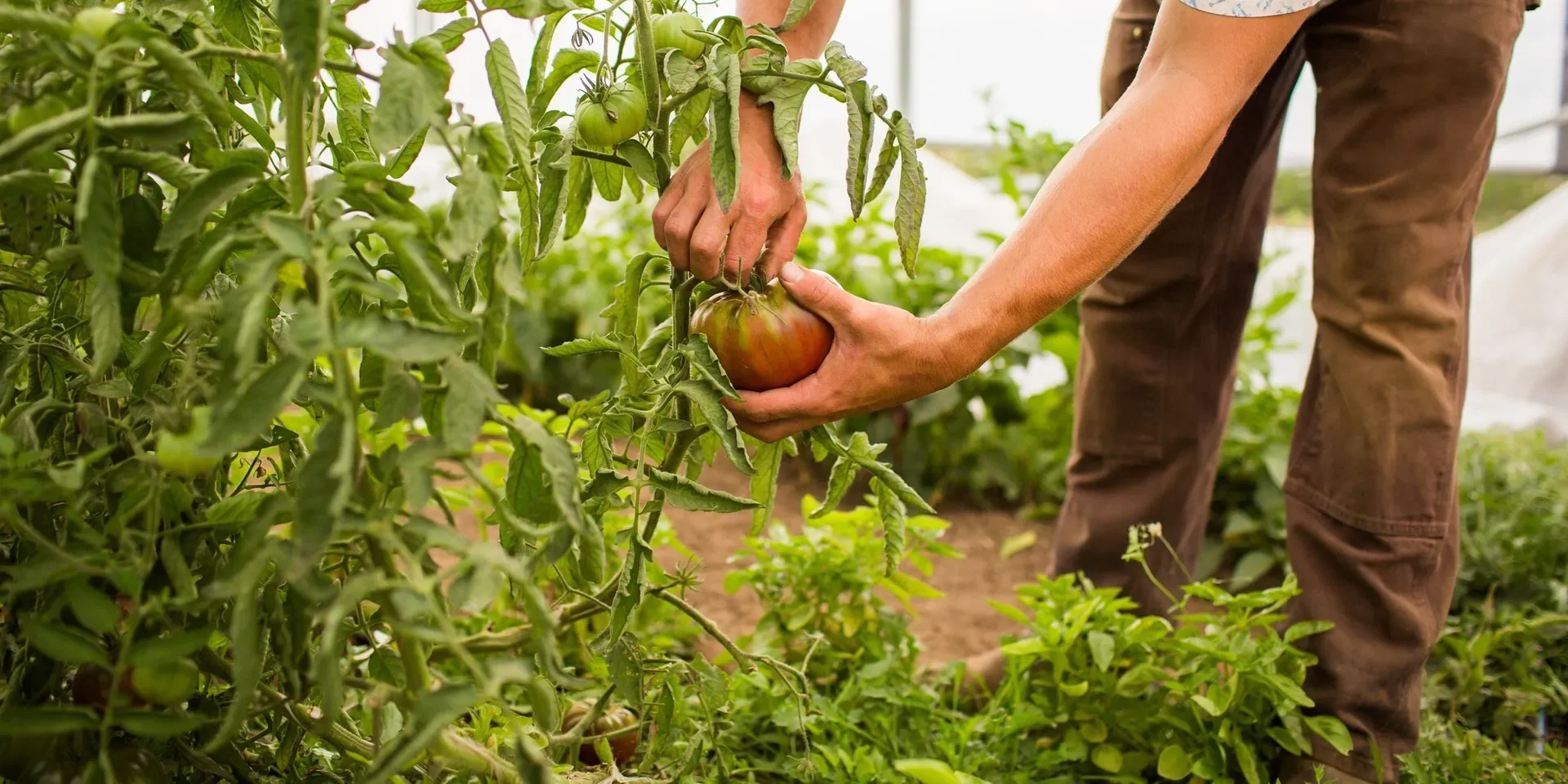 Agricultura Biológica